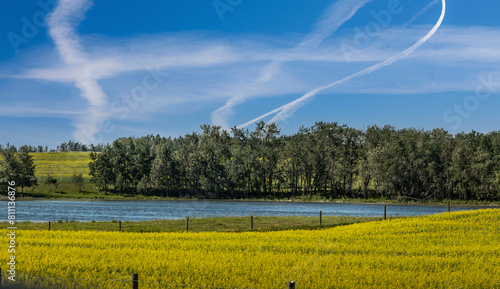 Colourful Canola growing in the fields Red Deer County Alberta Canada