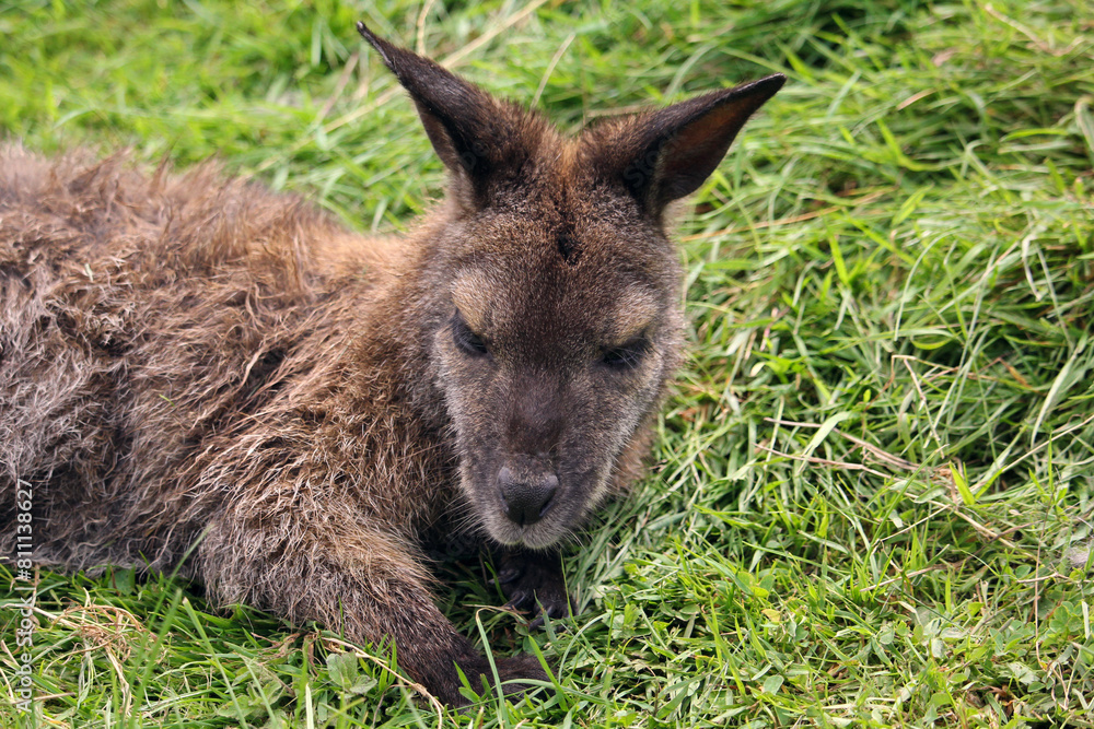 The red necked wallaby is brown with a white chest. High quality photo The red necked wallaby is brown with a white chest. High quality photo