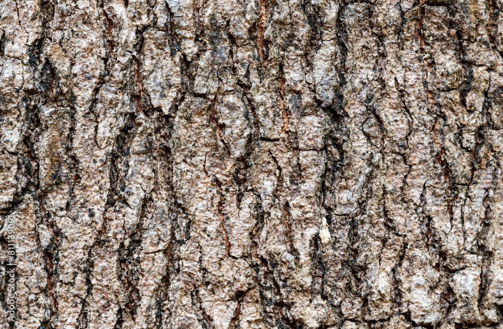 Closeup view surface texture of Tamarind tree stem (Tamarindus indica) in summer season Closeup view surface texture of Tamarind tree stem (Tamarindus indica) in summer season