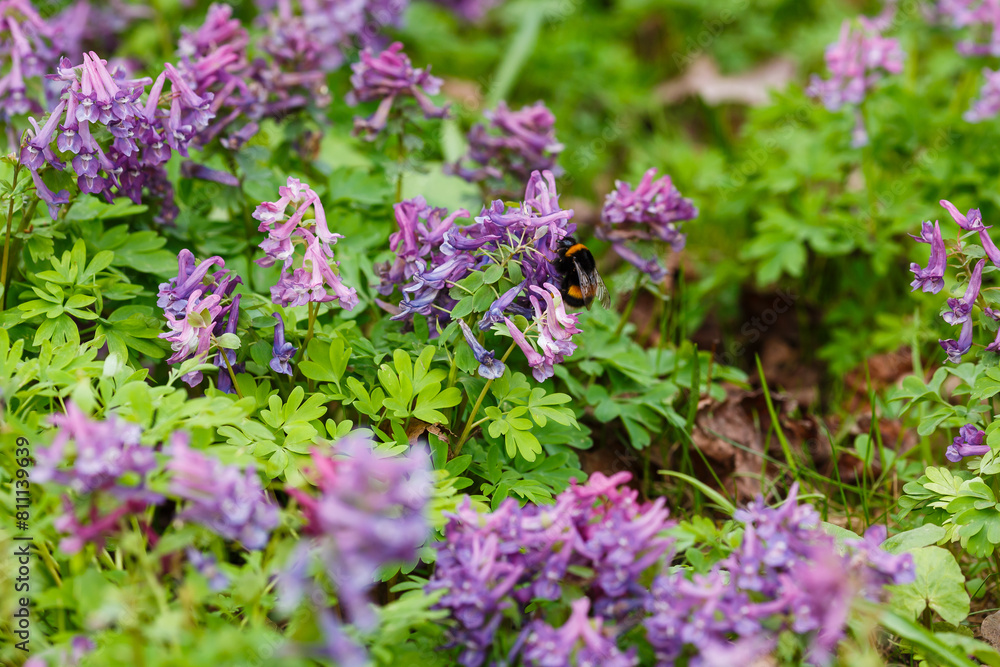 Bumblebee on flowers of Corydalis ( lat. Corydalis ) in spring forest Bumblebee on flowers of Corydalis ( lat. Corydalis ) in spring forest