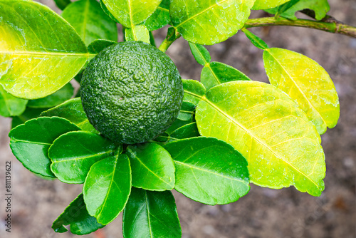 Closeup view of Green Bitter Orange (Citrus aurantium) with green leaves in the tree.