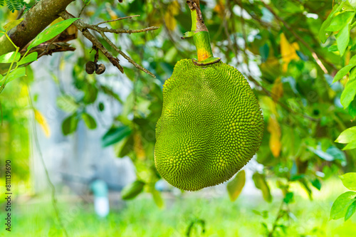 Closeup view of green jackfruit fruit hanging from a branch of jackfruit tree in summer season