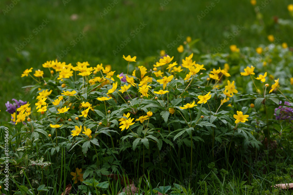 Obraz premium Anemone ranunculoides in spring park
