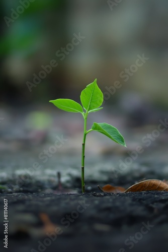 A single green seedling sprouting from the soil representing new life and environmental hope