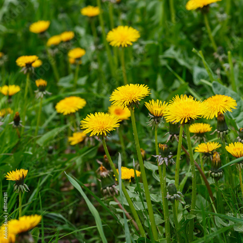 Photos Yellow flowers of dandelions in green backgrounds