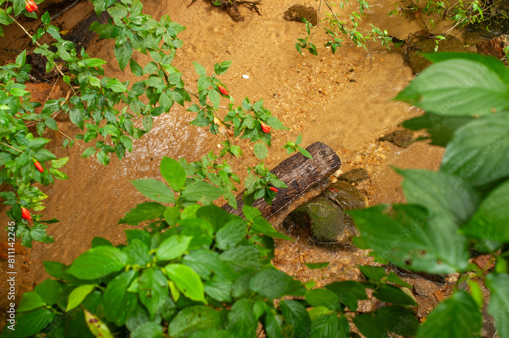 A small stream runs through the Tijuca Forest National Park, the largest urban park in the world, located in the Rio de Janeiro and offering environmental, cultural, tourist and leisure services A small stream runs through the Tijuca Forest National Park, the largest urban park in the world, located in the Rio de Janeiro and offering environmental, cultural, tourist and leisure services