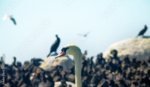 A mute swan (Cygnus olor, male) near nest among the sea islands, in a colony of seabirds. Baltic sea. Portrait of a white bird on a background of black birds