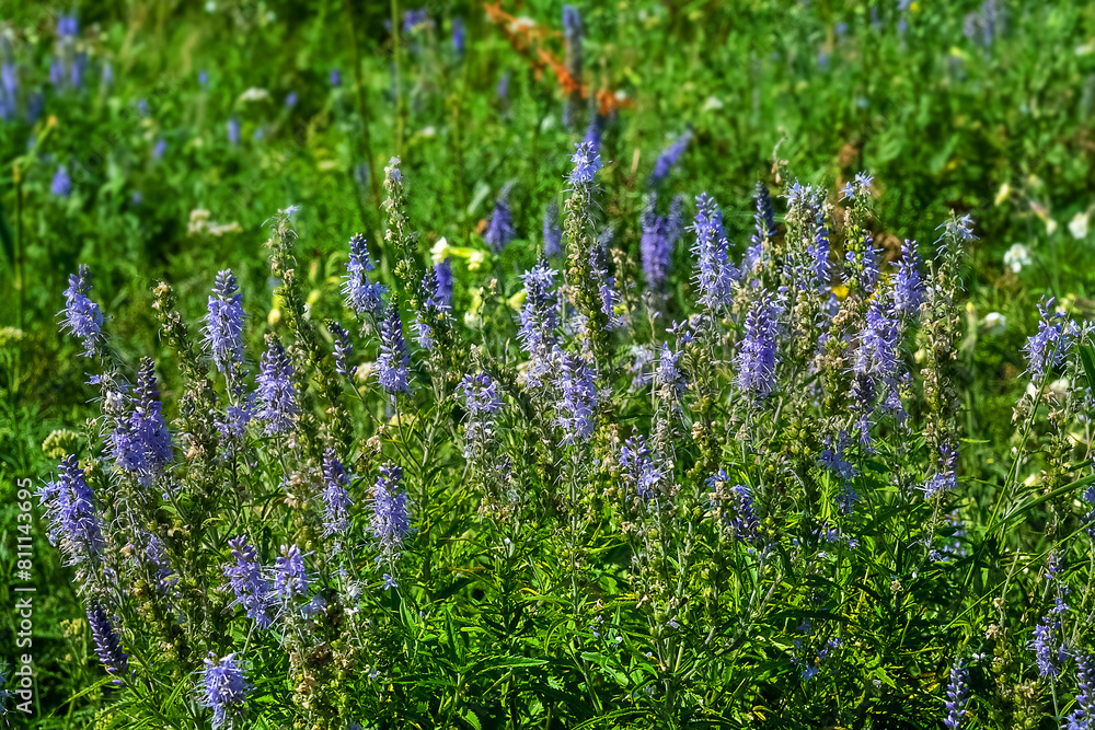 speedwell (Veronica spicata) on a seaside high-grass tail-stalked meadow. Islands of the Gulf of Finland, the Baltic Sea