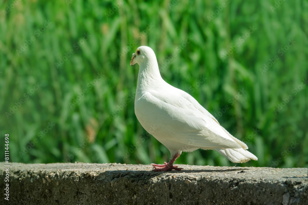 A white pigeon. A breed of pigeons (turbit) like paloma. Bird of peace A white pigeon. A breed of pigeons (turbit) like paloma. Bird of peace