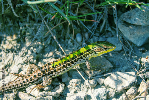 Crimean lizard (Podarcis tauricus tauricus, male). Feodosiya low-mountain phrygana shrub-steppe landscape. Crimean Mountains photo