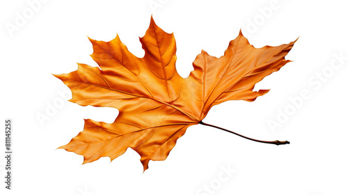 Orange autumn maple leaf isolated on transparent background