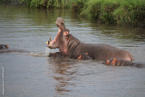 Yawning hippo in the pond safari in Serengeti National Park Tanzania