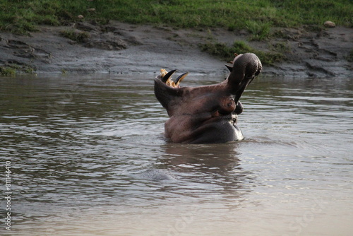 Yawning hippo in the pond safari in Serengeti National Park Tanzania