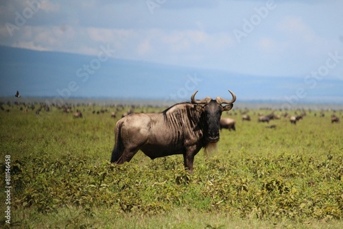 Herd of wildebeest Safari Ngorongoro Tanzania