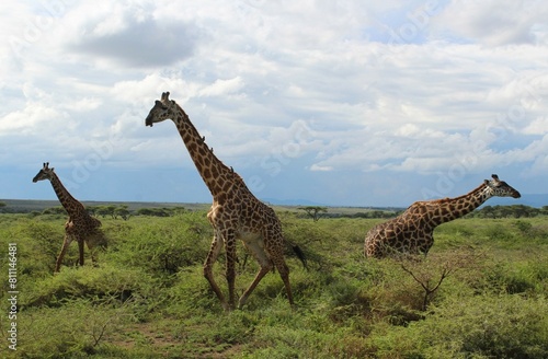 Three giraffes in the wild safari in Serengeti National Park Tanzania