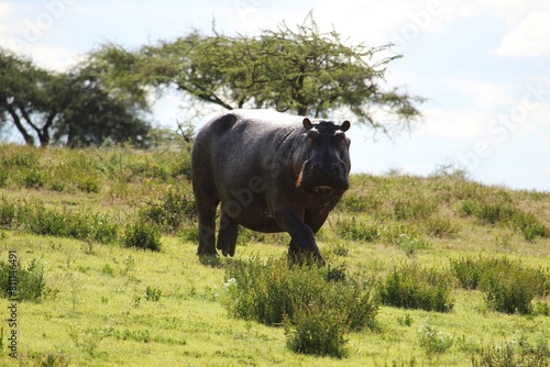 Wild hippo in the field safari Serengeti National Park Tanzania