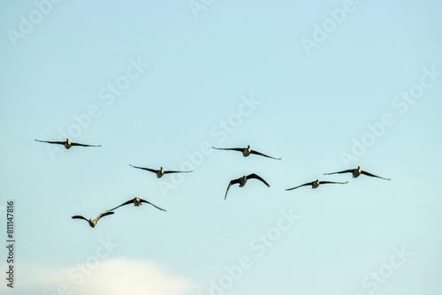 Bean goose (Anser fabalis) and white-fronted goose (Anser albifrons). Flocks of migrating geese in the sky and over the forest. European migration stop-overs, Birds fly full-face, rocketing photo