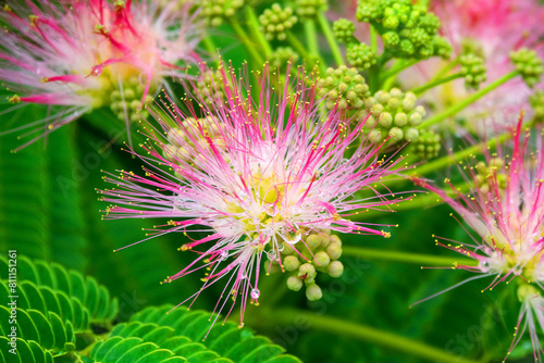 Pink siris  silk tree acacia  Albizia julibrissin  during the flowering period. A tree species introduced to the Crimea subtropics