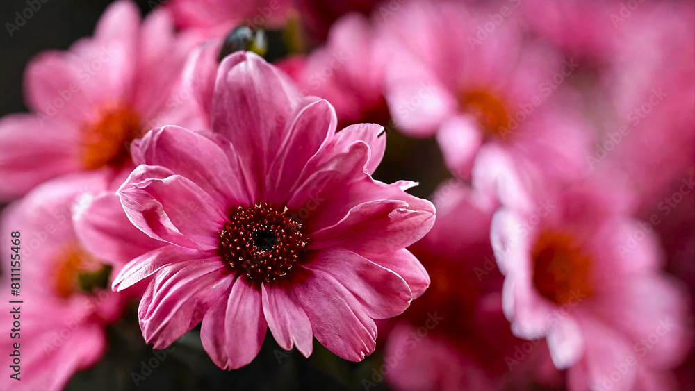 Beautiful pink flowers 16:9 with copyspace Beautiful pink flowers 16:9 with copyspace