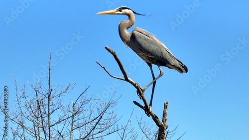 Canvastavla Wildlife landscape in nature with Blue Heron bird perched on tree branch against