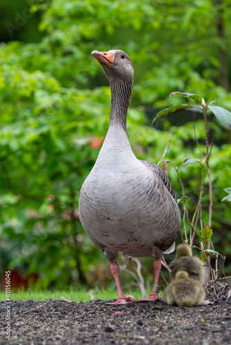 Wallpaper Mural Wildgans mit Küken Torontodigital.ca