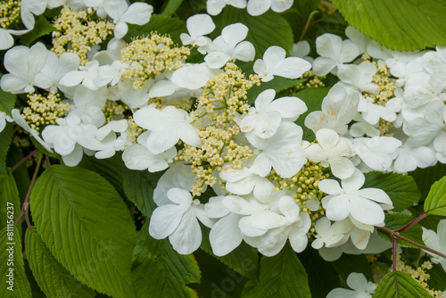 hydrangea arborsecens commonly known as smooth hydrangea wild hydrangea sevenbark or sheep flower