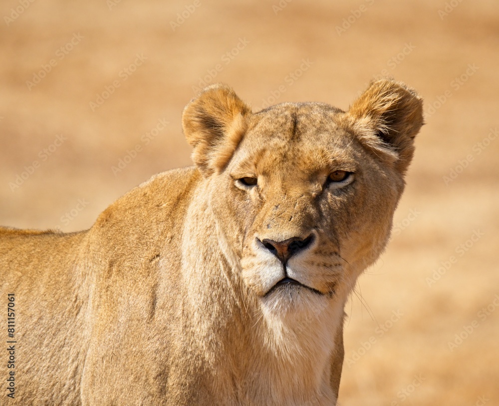 Portrait of lioness in winter grassland Portrait of lioness in winter grassland