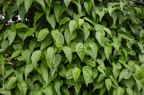Wallpaper Mural Beautiful green lilac leaves on branch. Fresh spring background on nature outdoors Torontodigital.ca