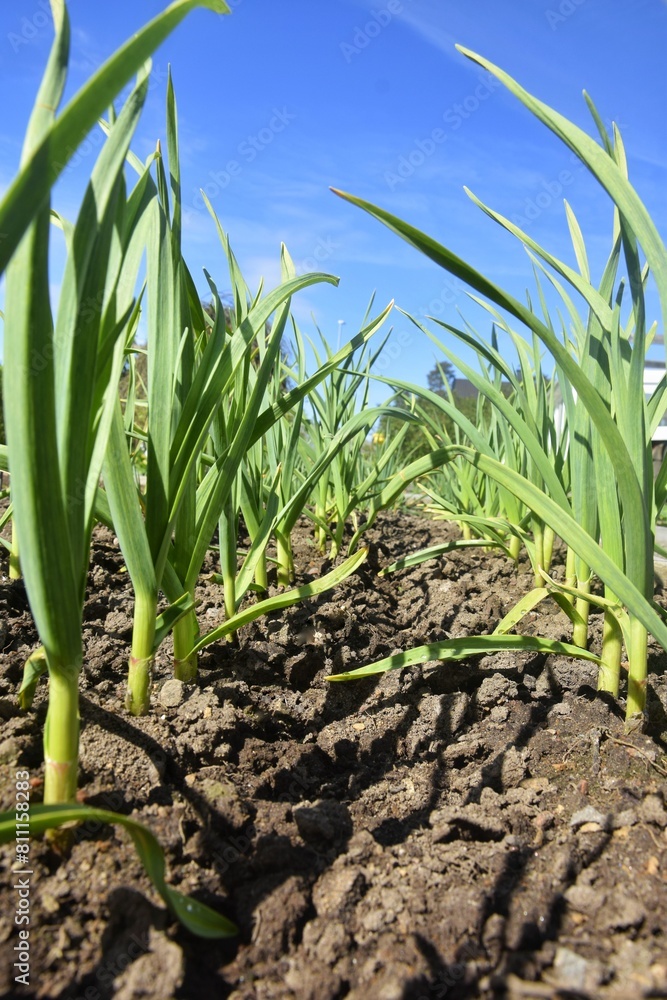 Fototapeta premium Young garlic against the blue sky.