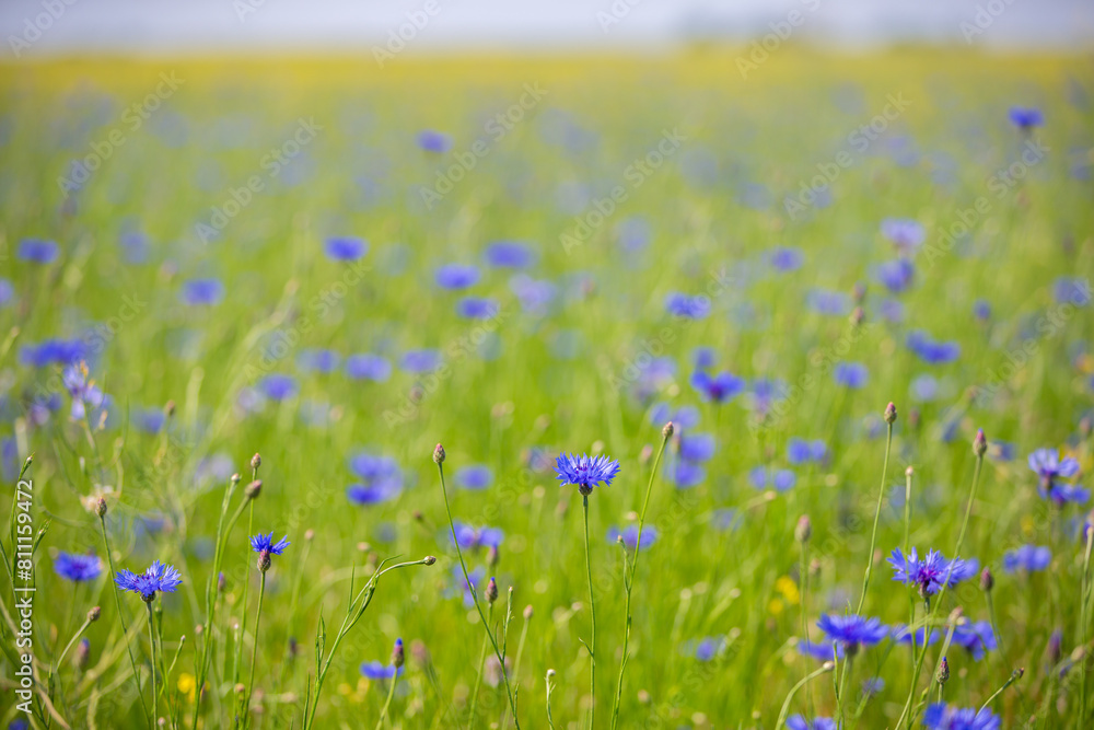 Cornflower field with green grass. Natural floral background.
