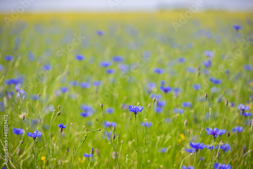 Cornflower field with green grass. Natural floral background.