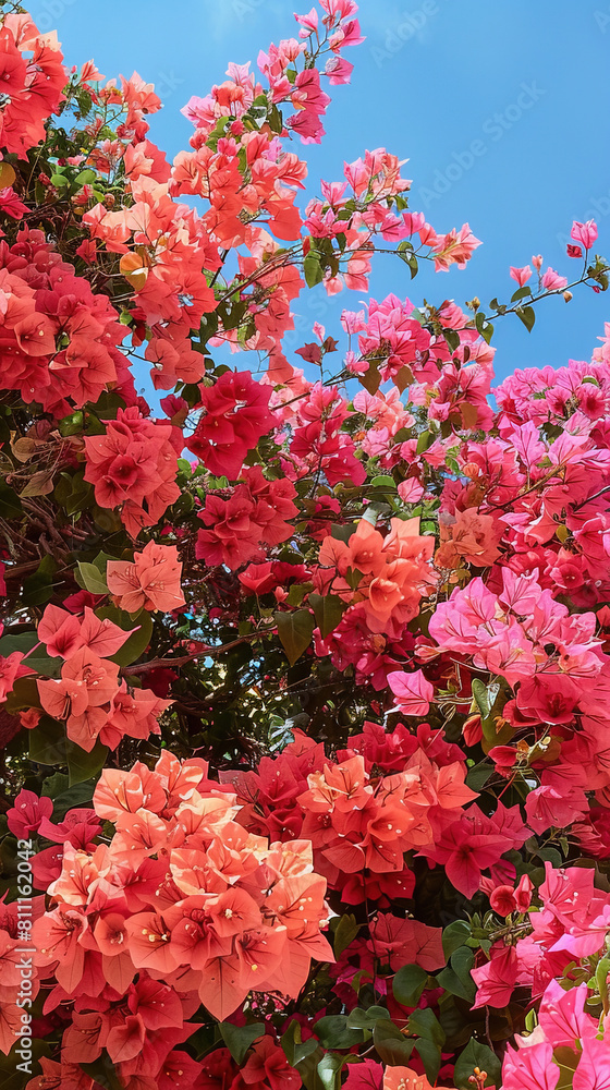 red and pink bougenvillea against the blue sky red and pink bougenvillea against the blue sky