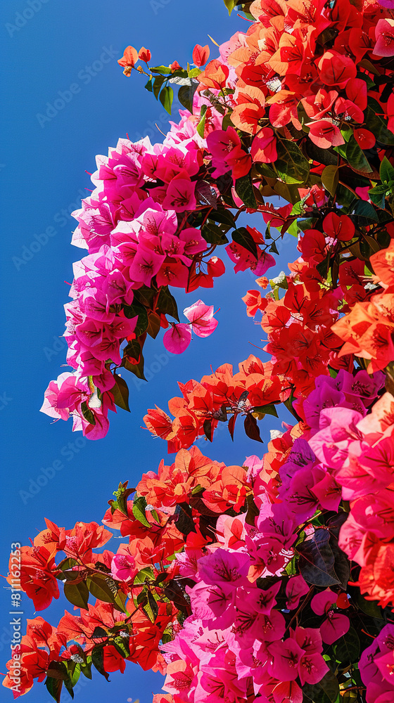 red and pink bougenvillea against the blue sky red and pink bougenvillea against the blue sky