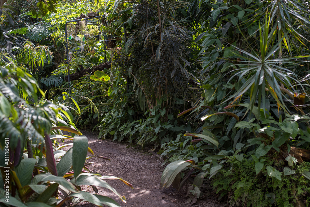 Naklejka premium Greenhouse with tropical plants. Greenhouse in a botanical garden with palm trees and tropical plants