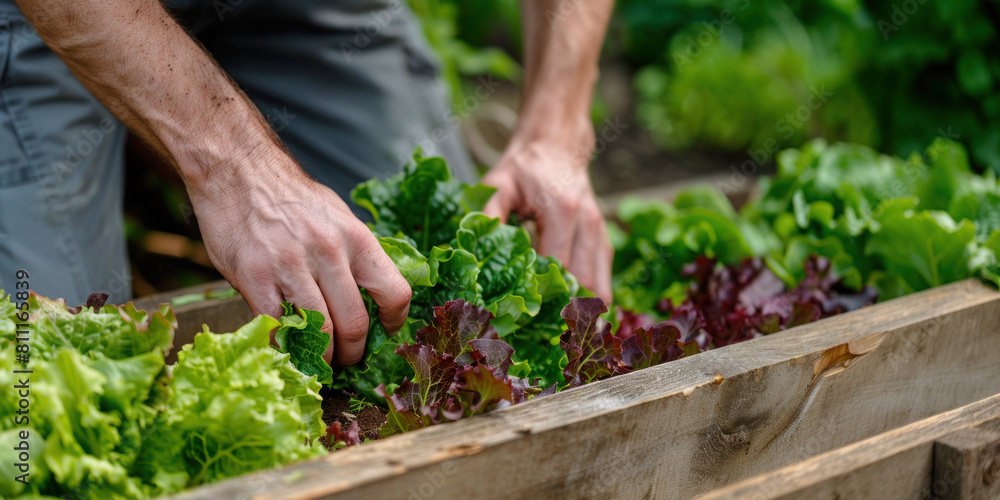 Gardening man planting organic lettuce and herbs Gardening man planting organic lettuce and herbs