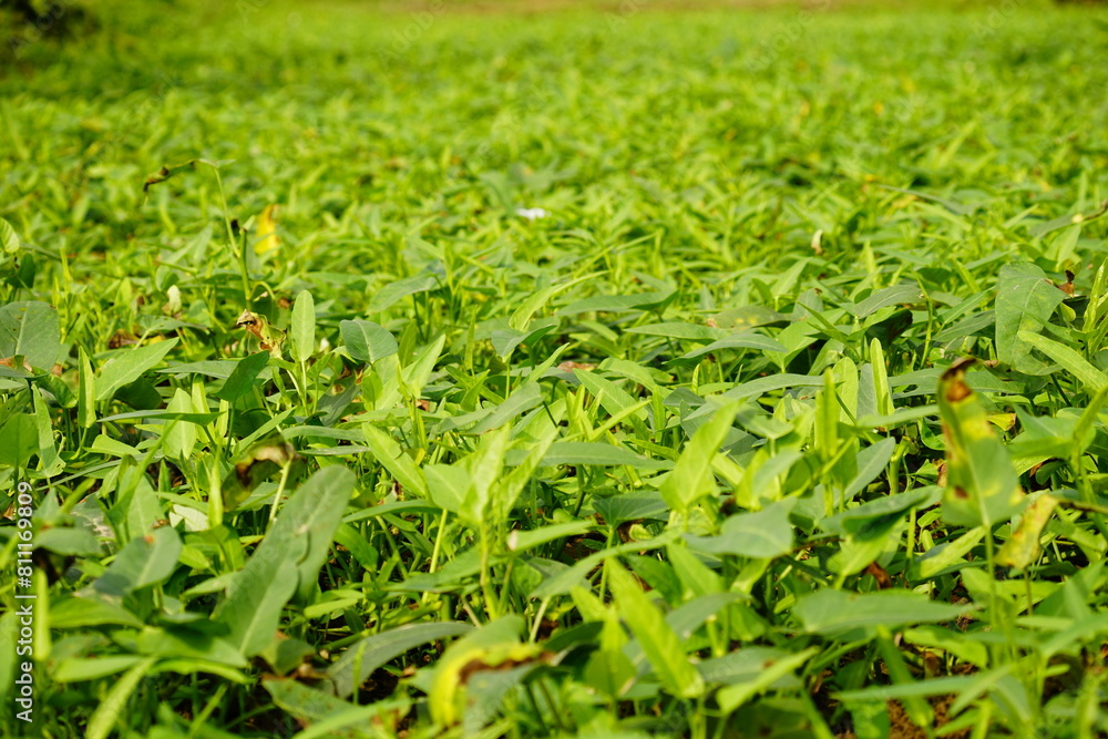 Ipomoea aquatica grown in the field Ipomoea aquatica grown in the field