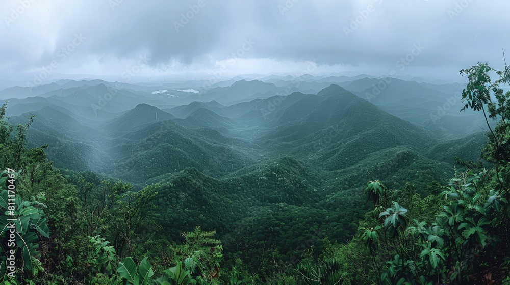 Obraz premium Misty rainforest view in the morning.