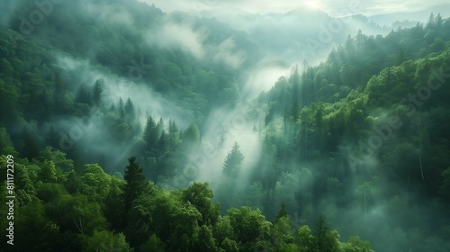 Misty Forest Aerial Photograph with Pine Trees. Foggy, Atmospheric Nature Background