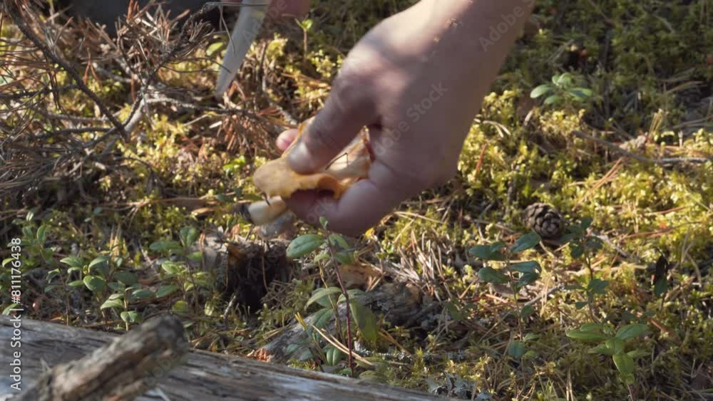Mushroom picker collects yellow chanterelles hidden under a dry branch with a knife. Mushroom picker collects yellow chanterelles hidden under a dry branch with a knife.