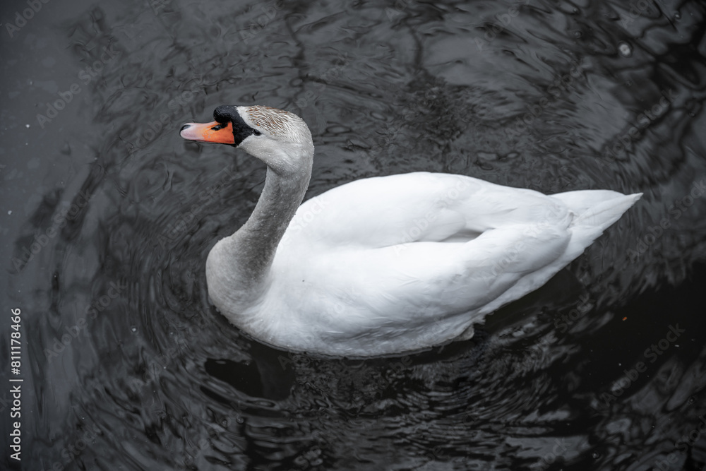 A solitary swan glides over the calm water, its white plumage contrasting with the dark surface. Top view A solitary swan glides over the calm water, its white plumage contrasting with the dark surface. Top view