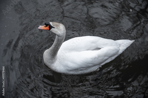 A solitary swan glides over the calm water, its white plumage contrasting with the dark surface. Top view