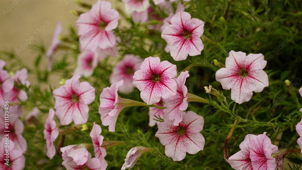 Close-up of Petunia hybrida flower Close-up of Petunia hybrida flower