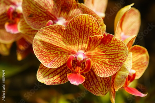 Close-up of Doritaenopsis flower