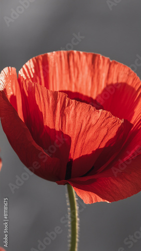 A close-up photograph of a vibrant red poppy flower basking in sunlight. The illumination from the sun accentuates its delicate  wrinkled petals and highlights a unique dark spot located at the b...