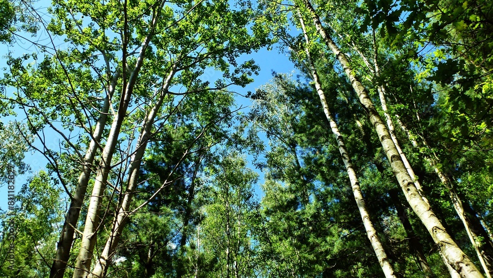 Naklejka premium Blick nach oben