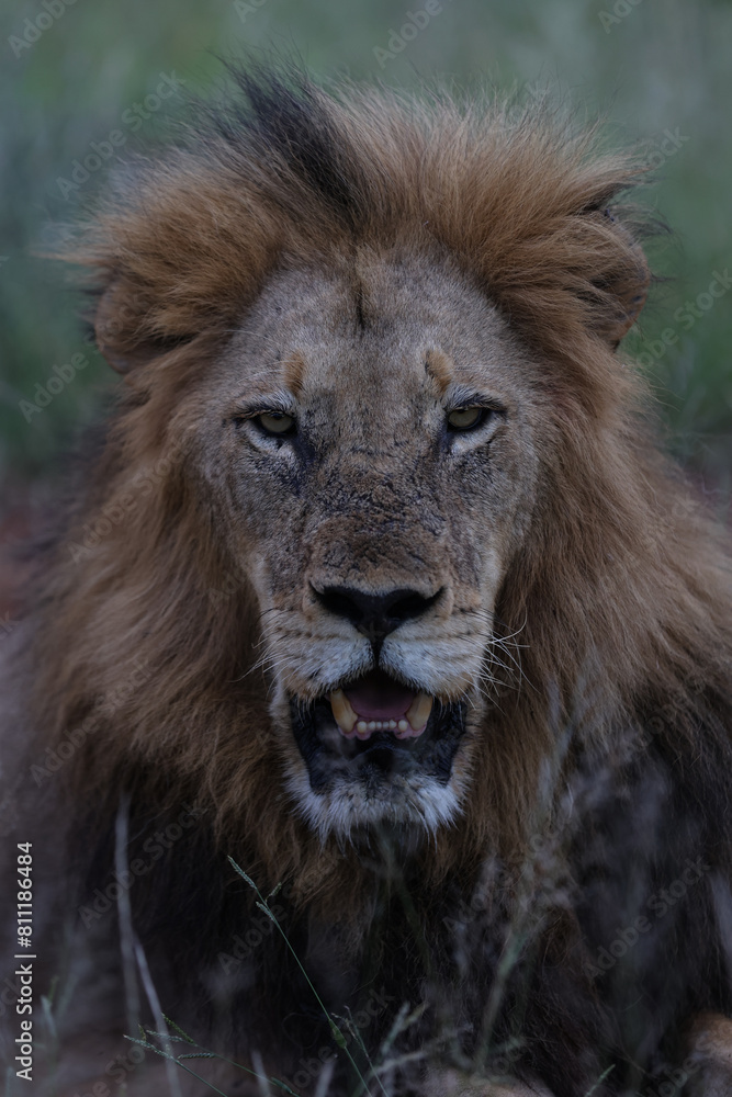 Lion looking at camera in South Africa Lion looking at camera in South Africa