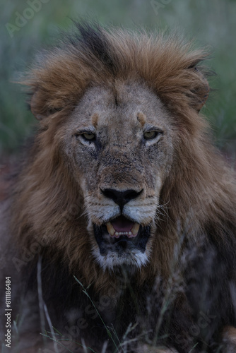 Lion looking at camera in South Africa