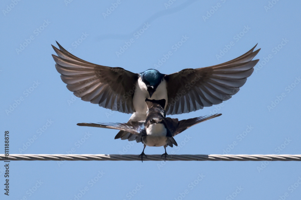 Naklejka premium Tree Swallows mating in spring