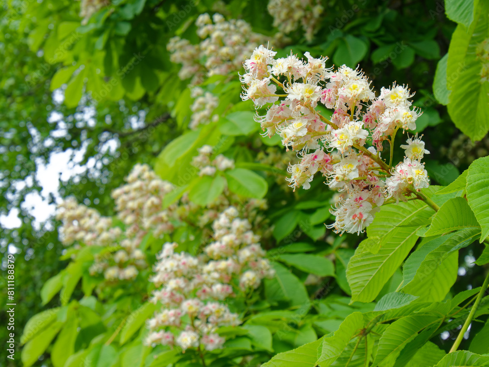 Closeup on chestnut flowers and leaves in spring, full bloom Closeup on chestnut flowers and leaves in spring, full bloom