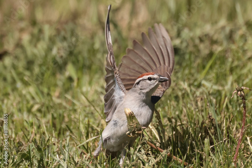 Chipping sparrow eating gone to seed dandelions photo